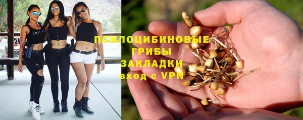 сатива Бородино